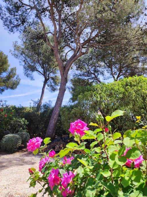 La Californienne Βίλα Carqueiranne Εξωτερικό φωτογραφία