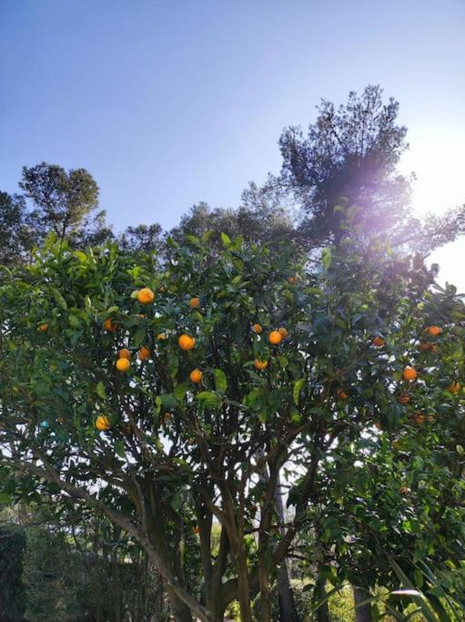La Californienne Βίλα Carqueiranne Εξωτερικό φωτογραφία