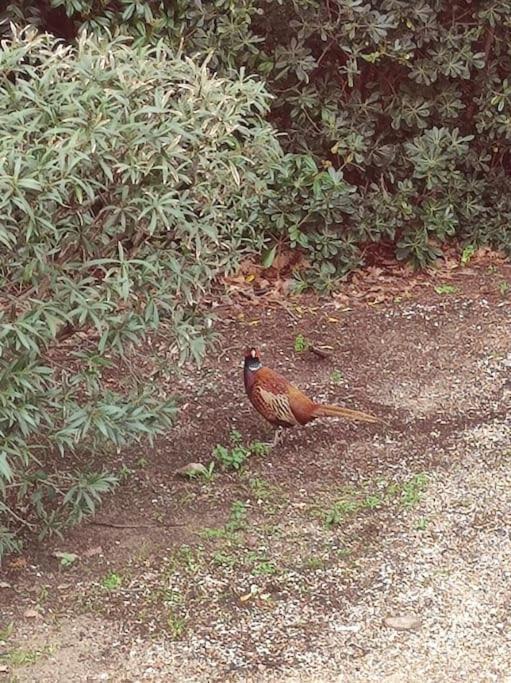 La Californienne Βίλα Carqueiranne Εξωτερικό φωτογραφία