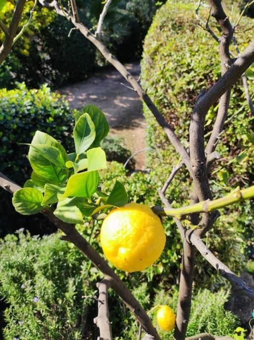 La Californienne Βίλα Carqueiranne Εξωτερικό φωτογραφία